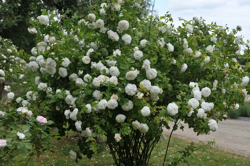 madame legras de st. germain