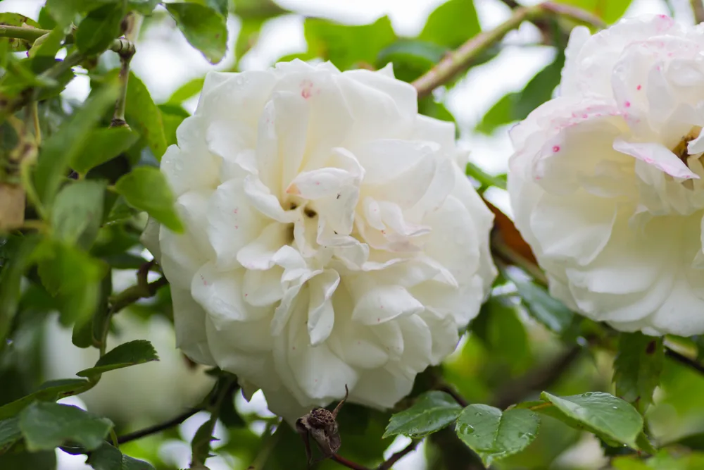 madame alfred carrière