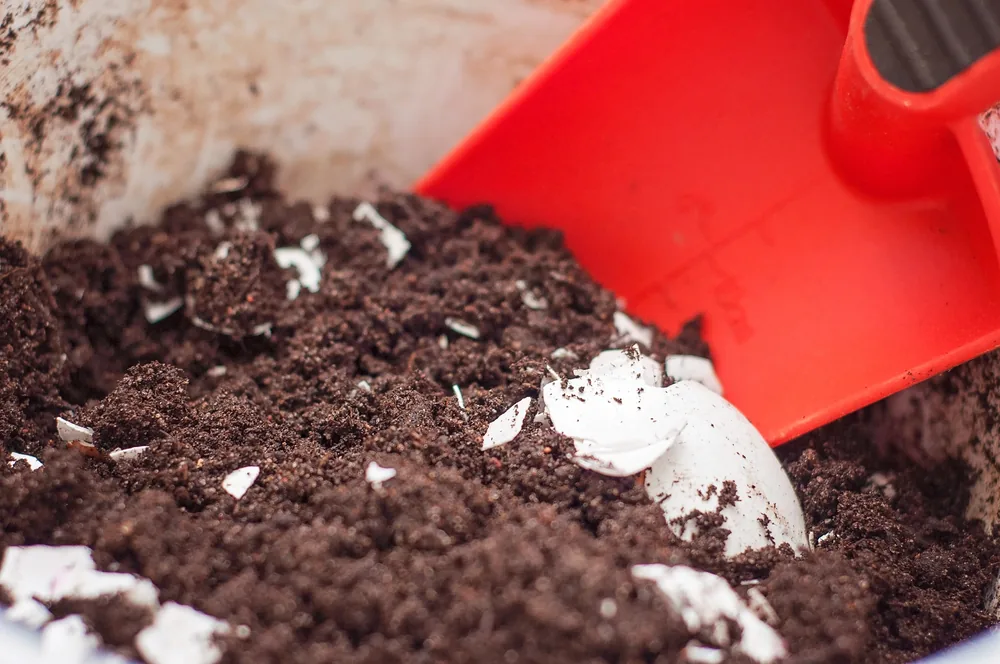 Soil mixed with eggshells as natural fertilizer